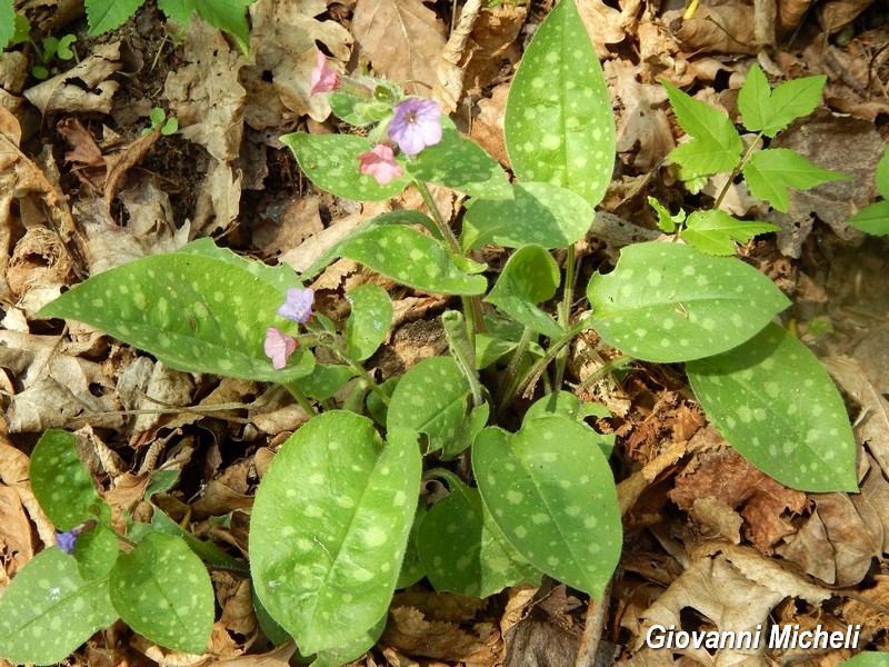 Pulmonaria officinalis